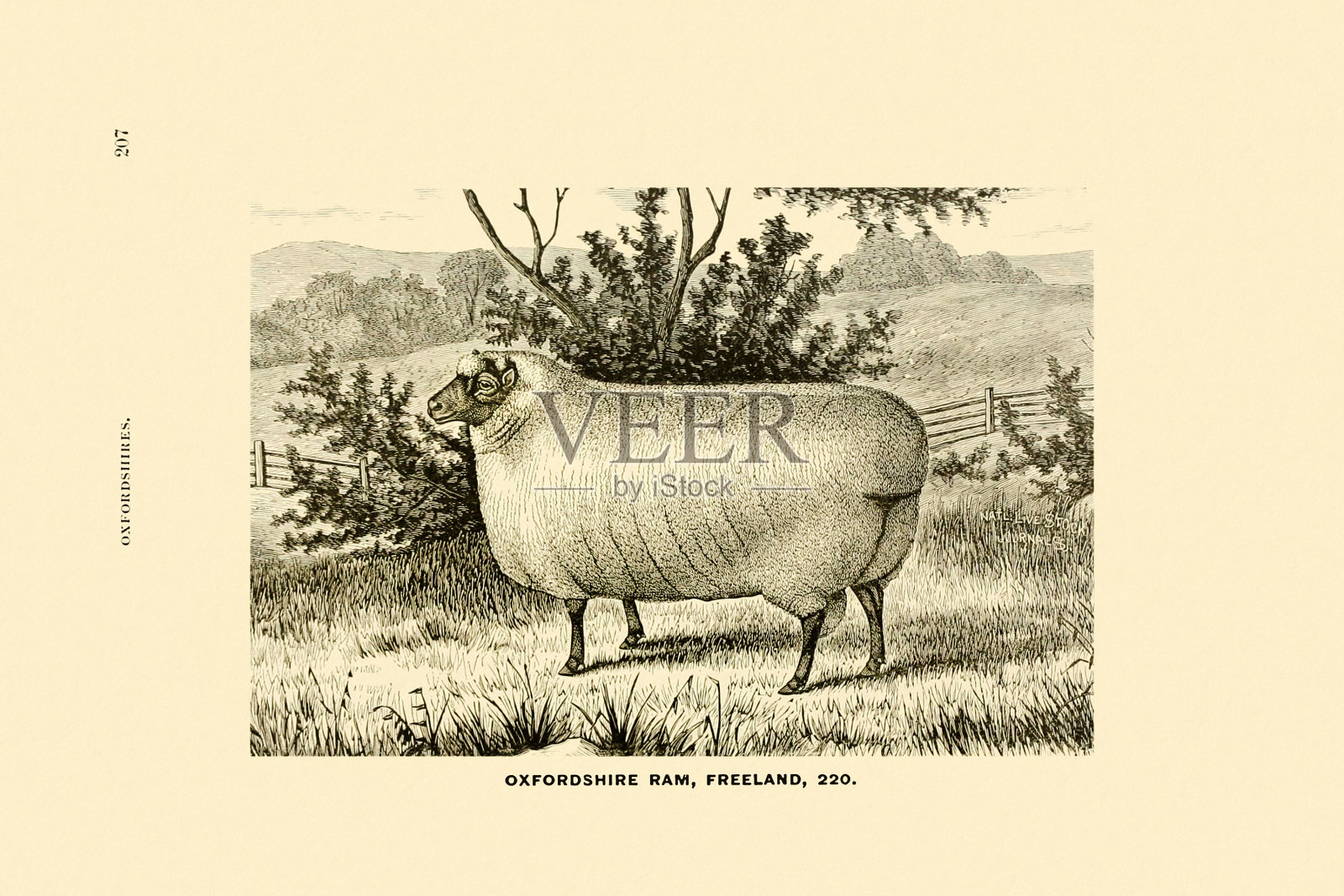 复古羊插画插画图片素材