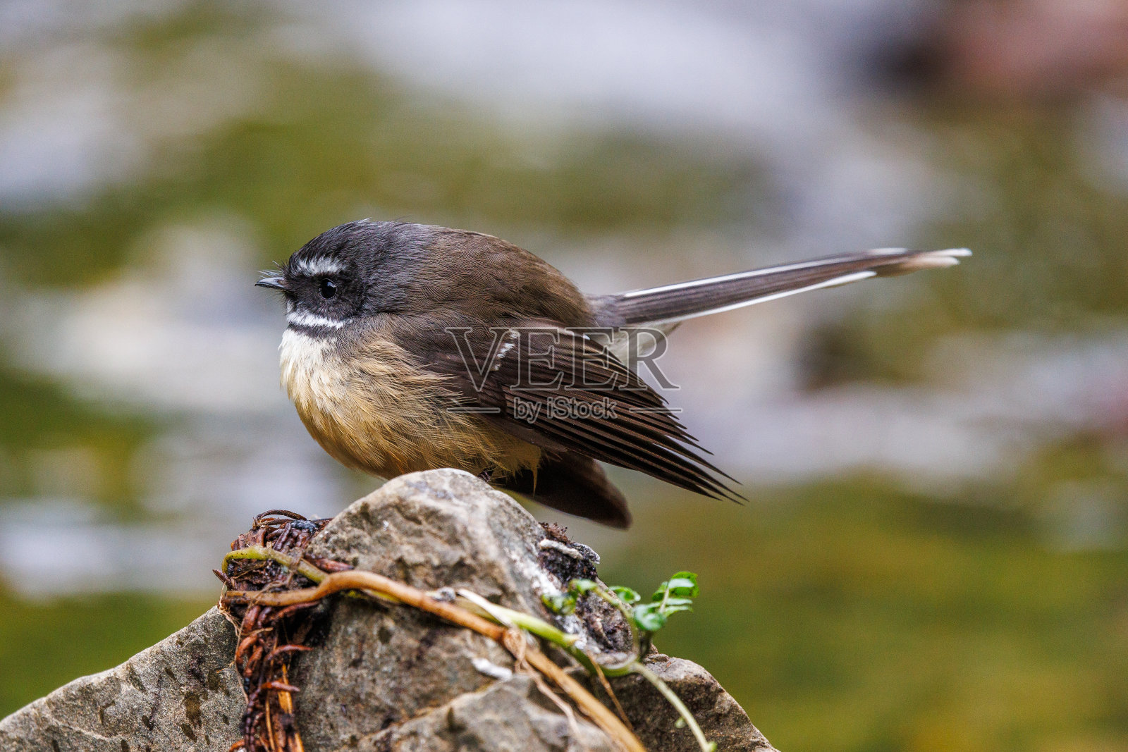 新西兰,皮瓦卡瓦卡照片摄影图片