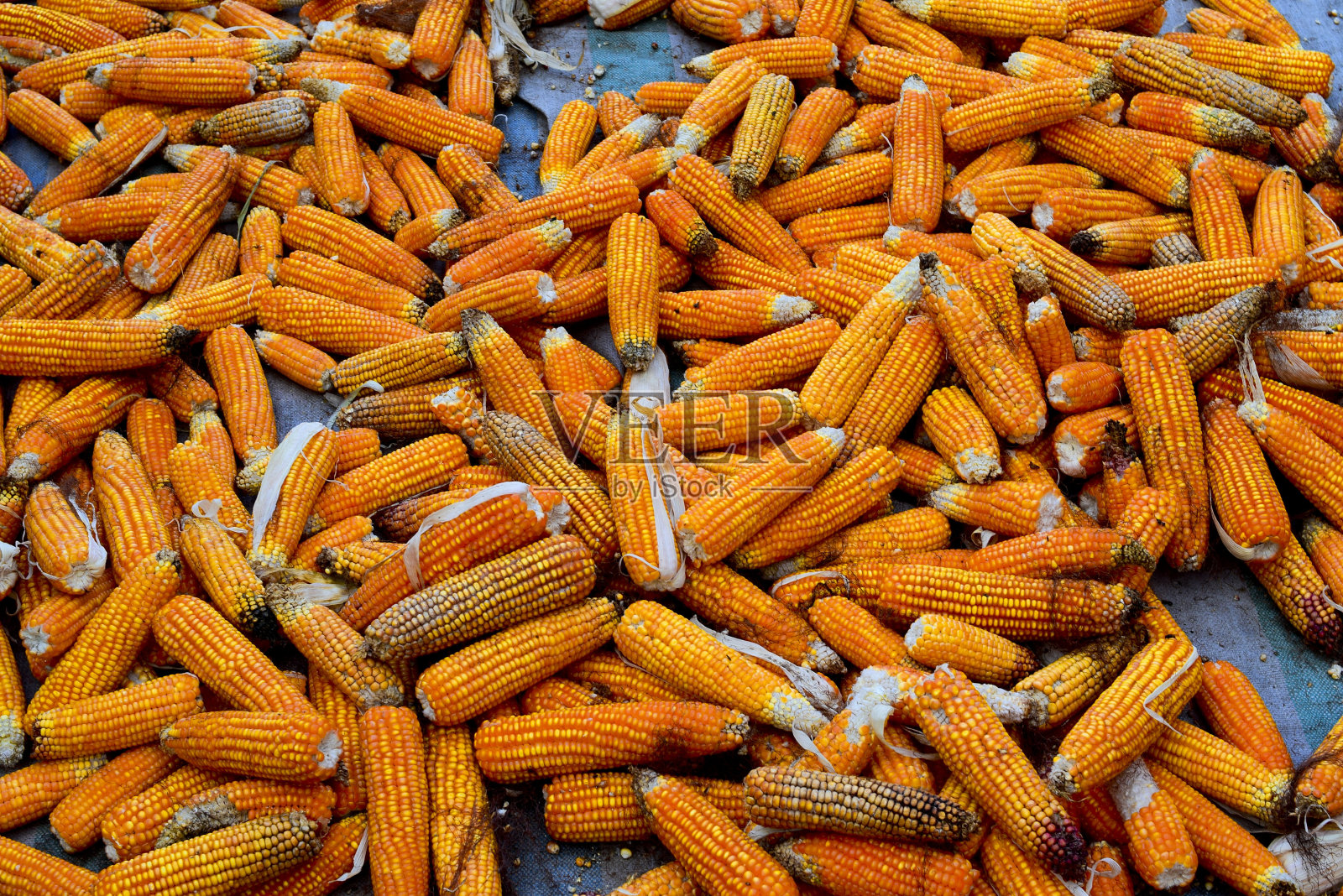 玉米在太阳下晒干照片摄影图片