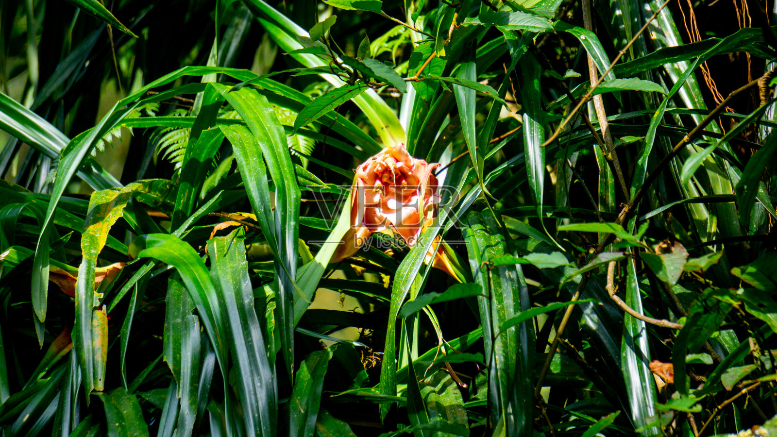 库尔兹本石蛙(熊猫sili, Srengseng,熊猫caricosus,熊猫kurzii)。Benstonea kurzii是一种类似熊猫兰的植物,在爪哇有有限的分布(地方性)照片摄影图片