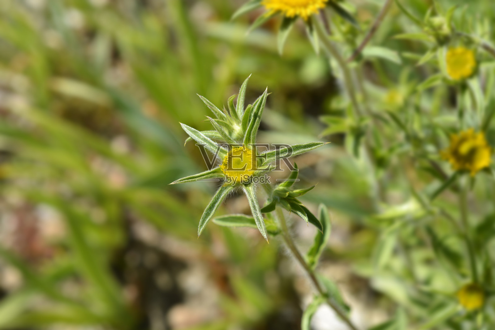 带刺的银柴胡照片摄影图片