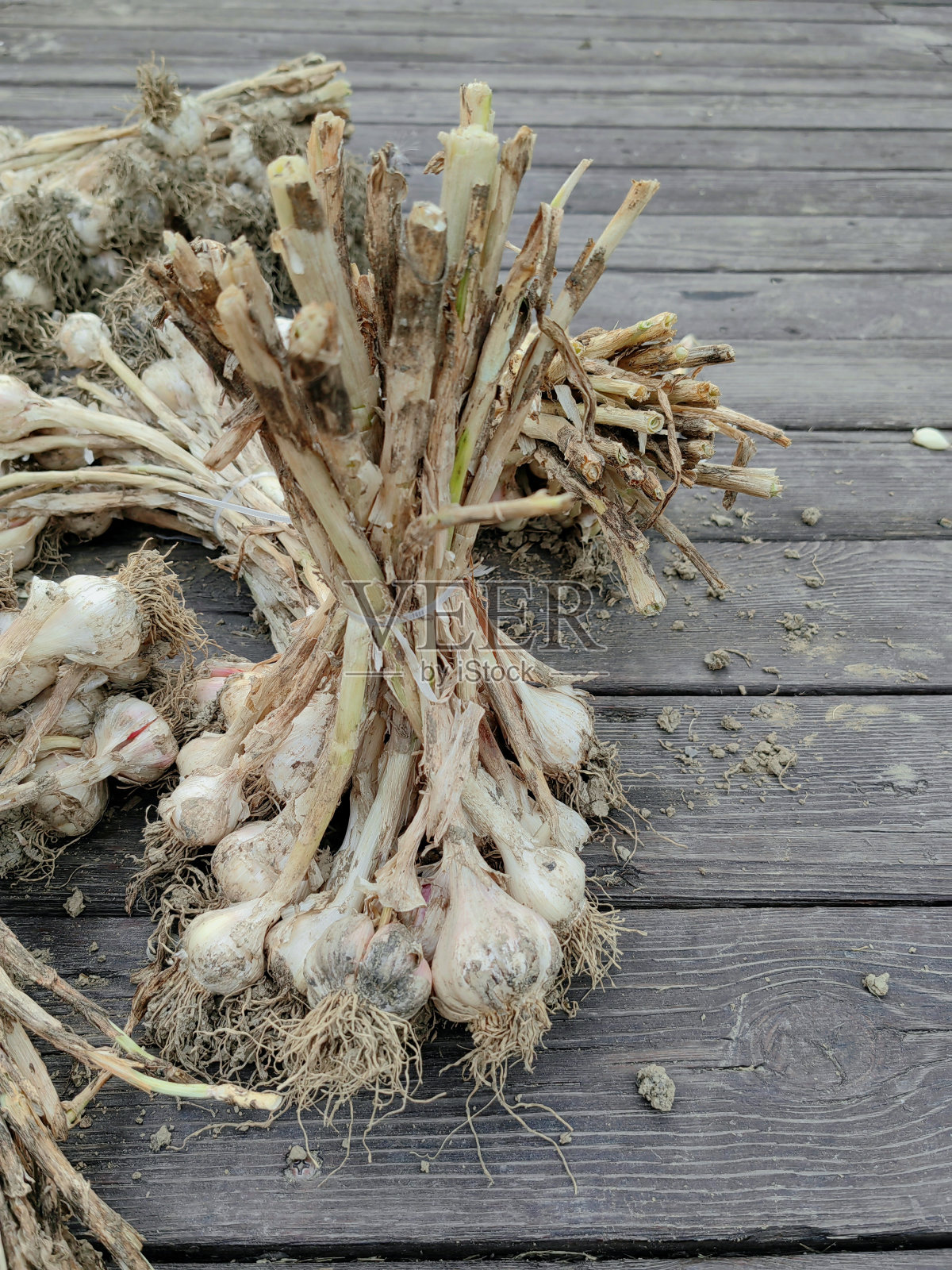 田间新采蒜木成分分析照片摄影图片