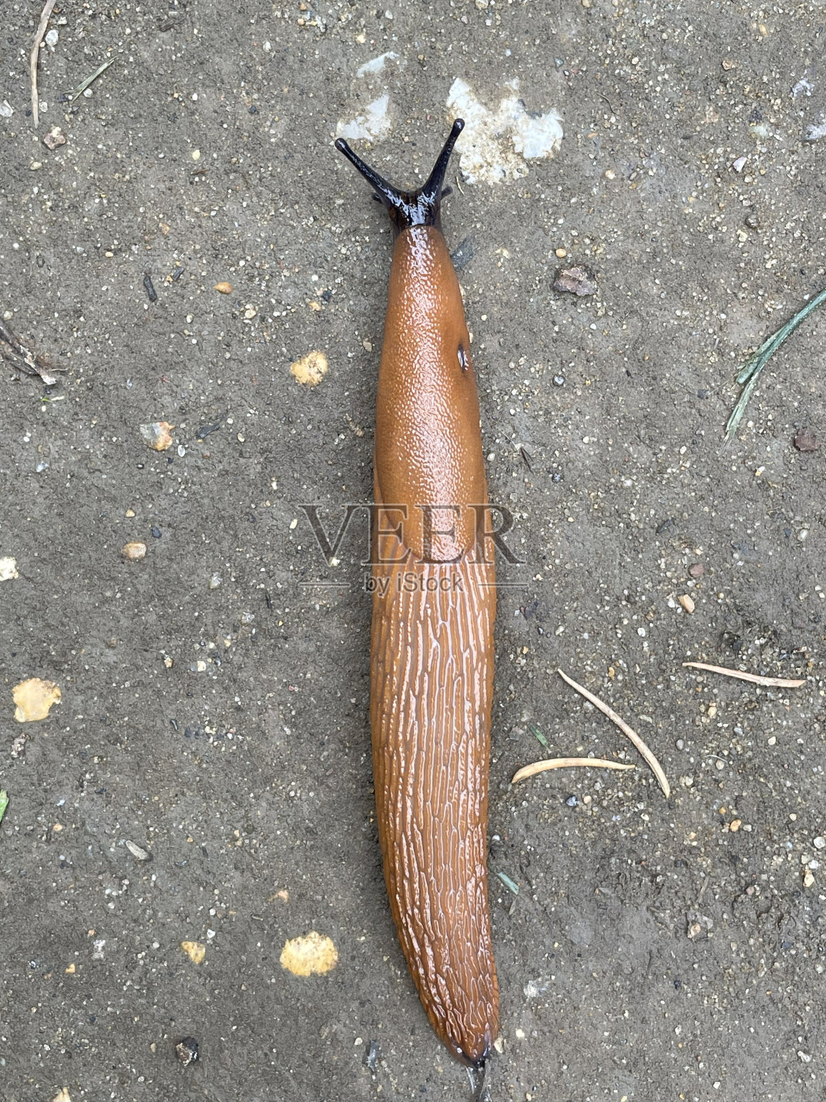 褐色鼻涕虫爱丽儿照片摄影图片