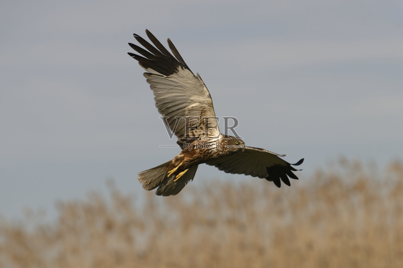 黑风筝放飞照片摄影图片