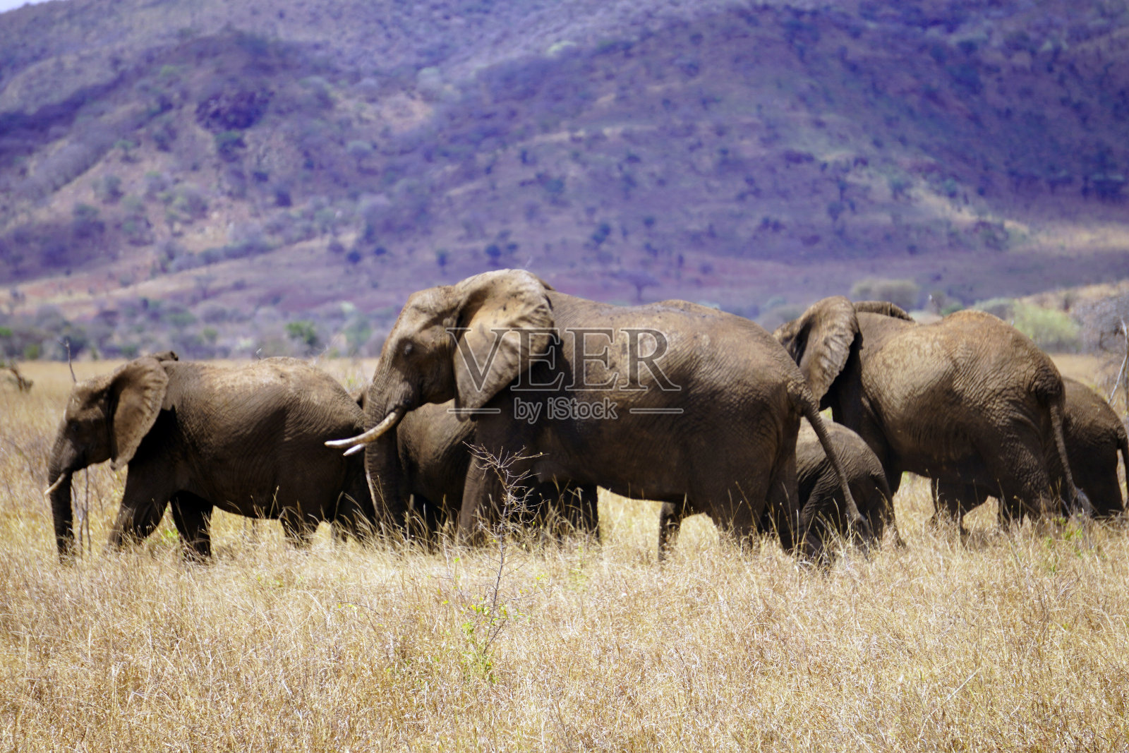 旱季的一群非洲象照片摄影图片