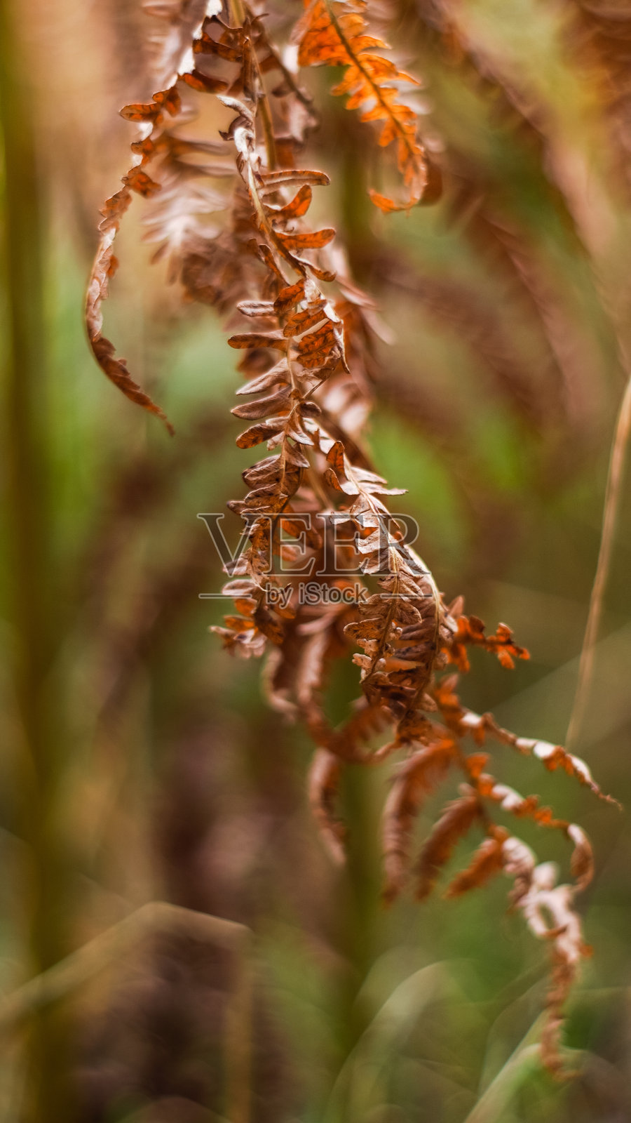 馥香特照片摄影图片