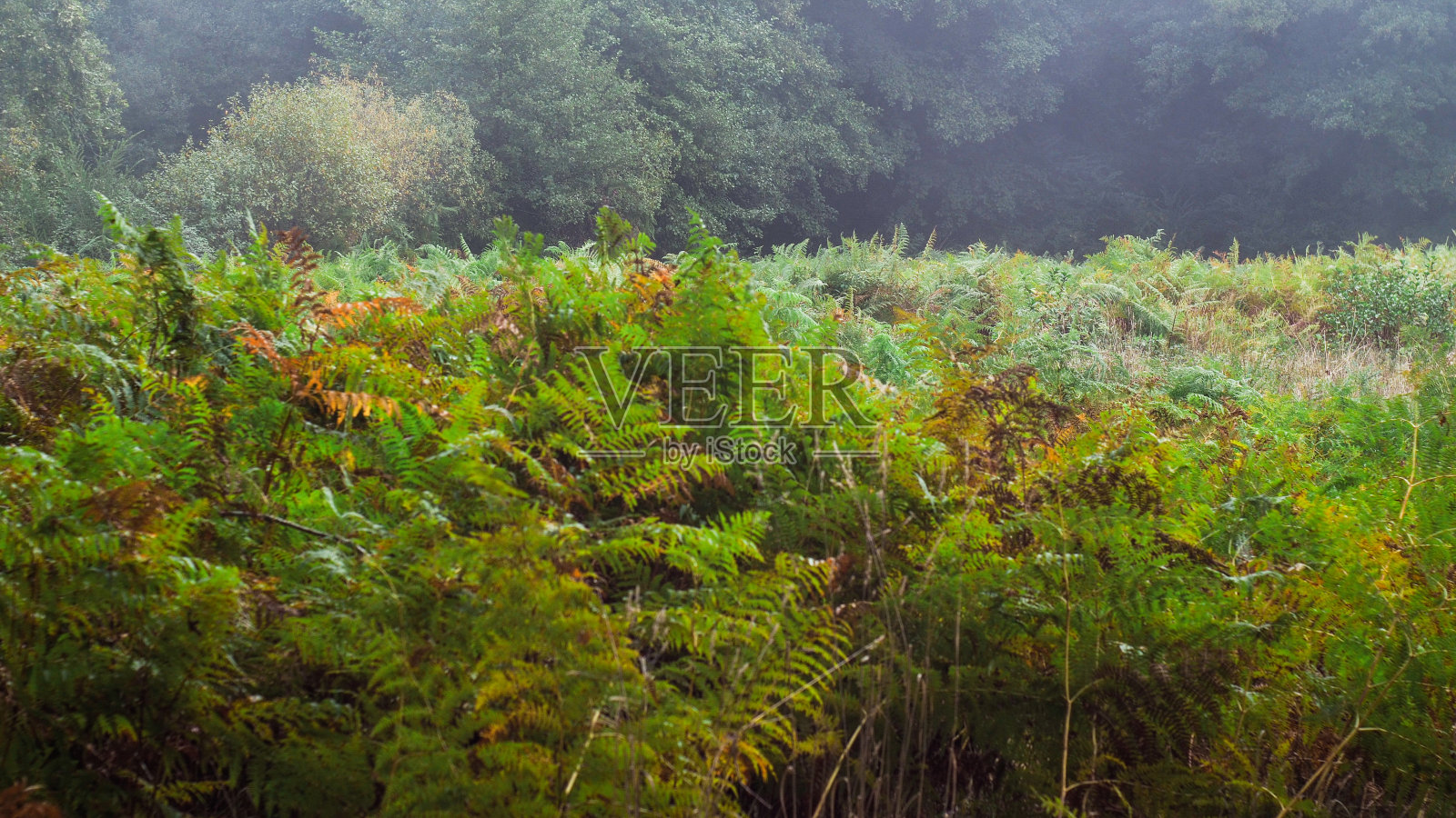 馥香特照片摄影图片
