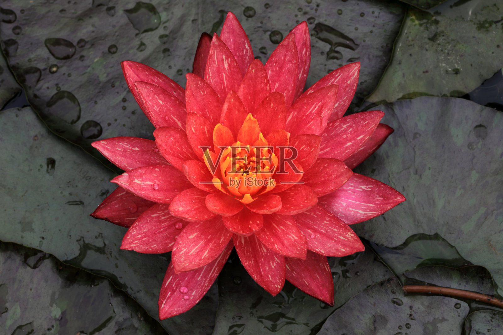 自然背景上的睡莲照片摄影图片