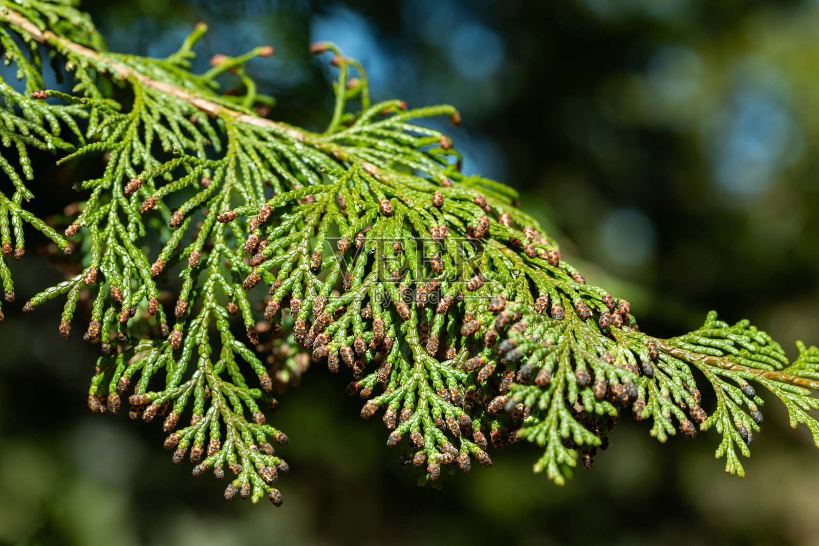 许多日本柏树在春天开花。照片摄影图片