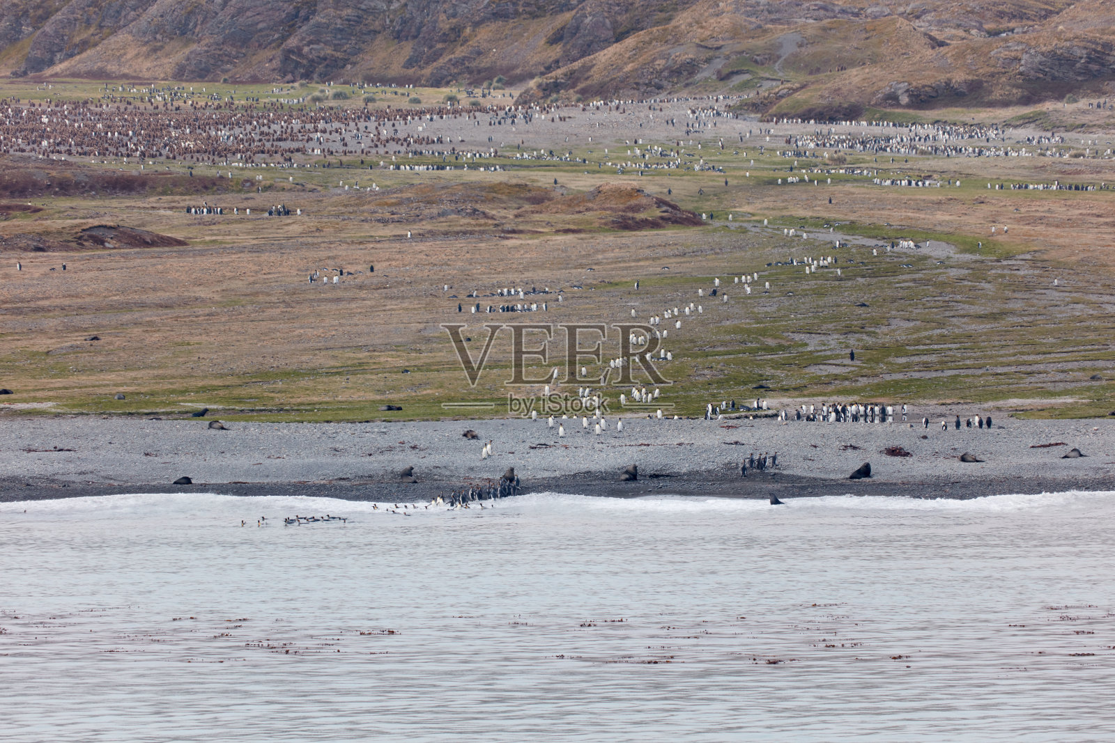 福图纳湾,探索南乔治亚岛照片摄影图片