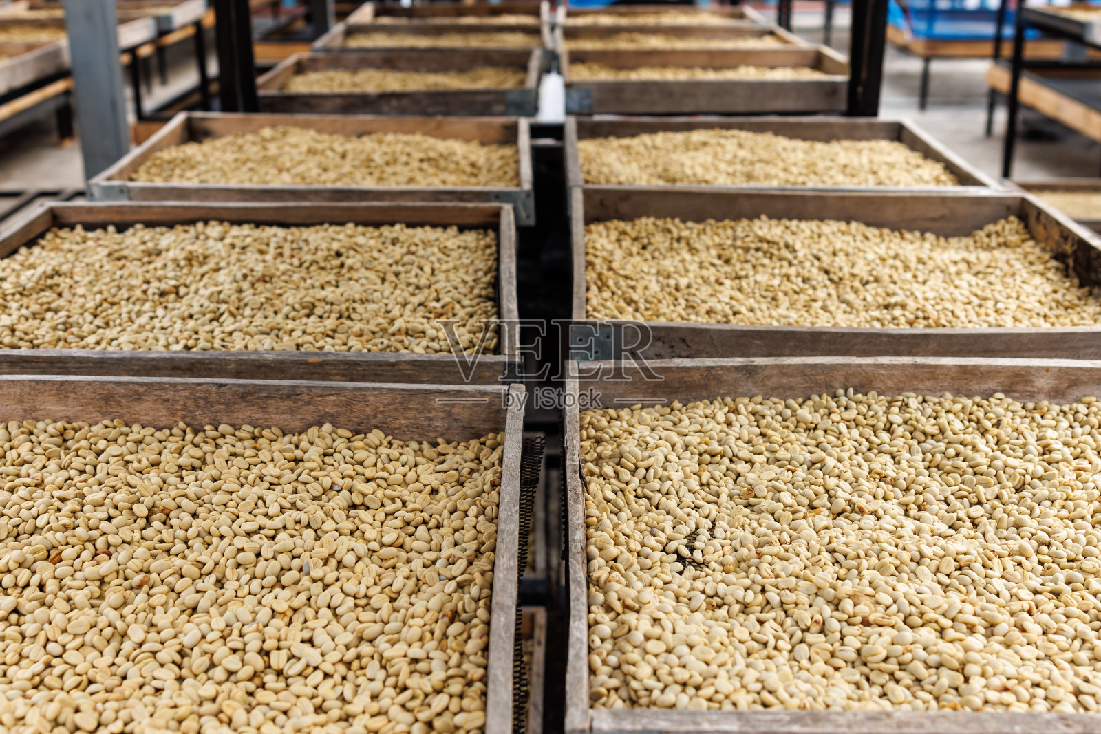 咖啡自然晒干过程,上架,照片摄影图片