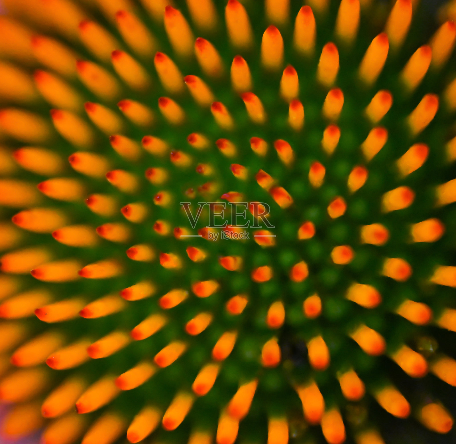 松果菊宏照片摄影图片