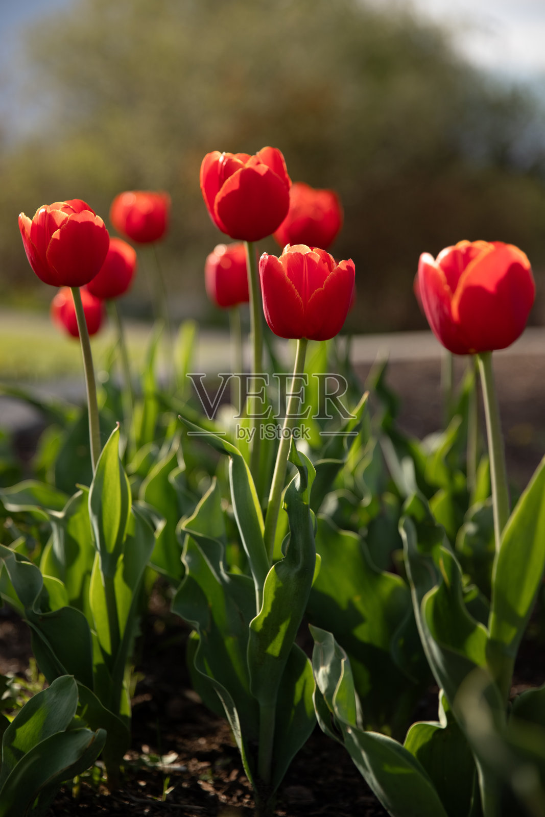 花园里的红色郁金香。照片摄影图片