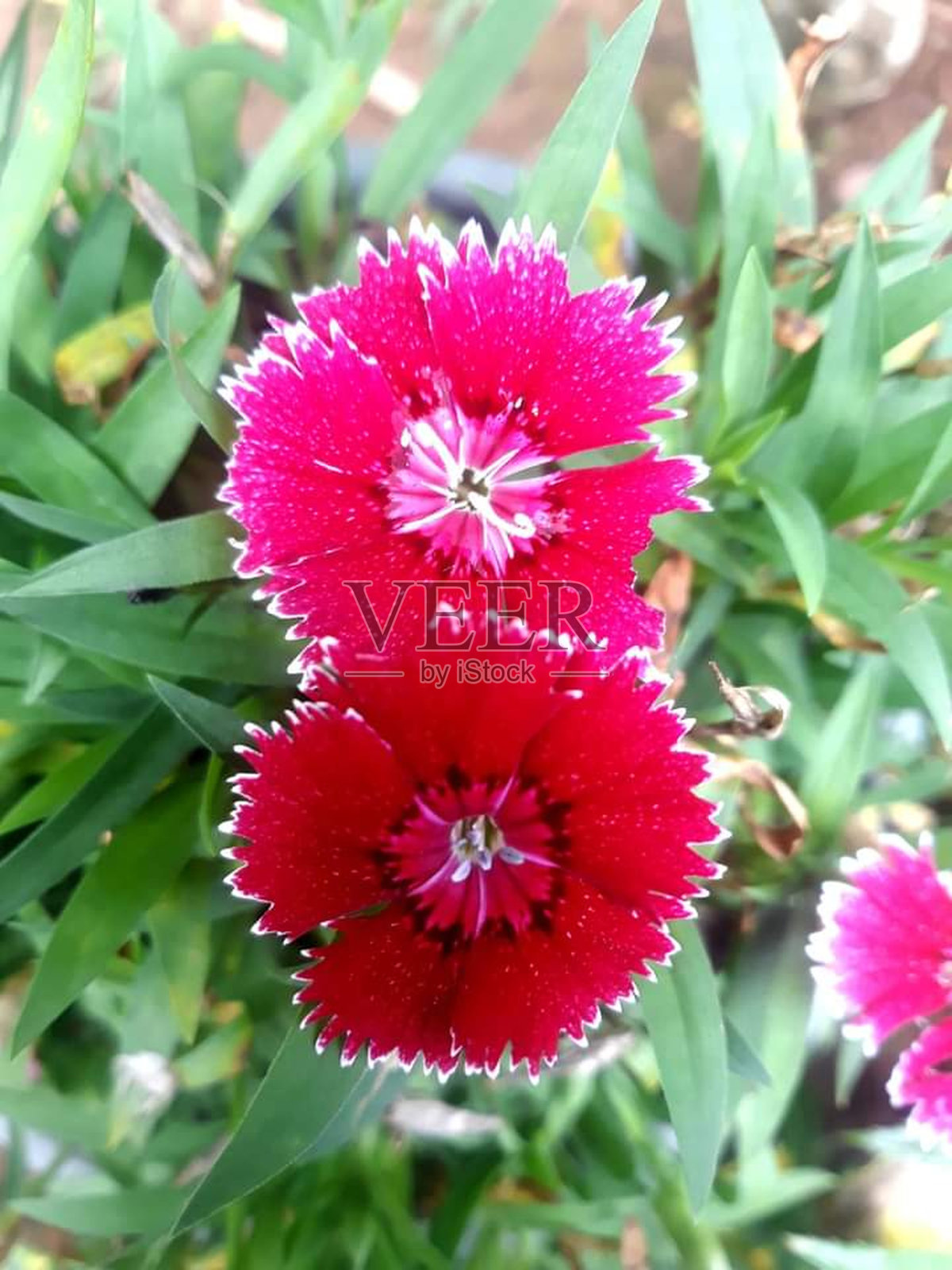 红花严重照片摄影图片