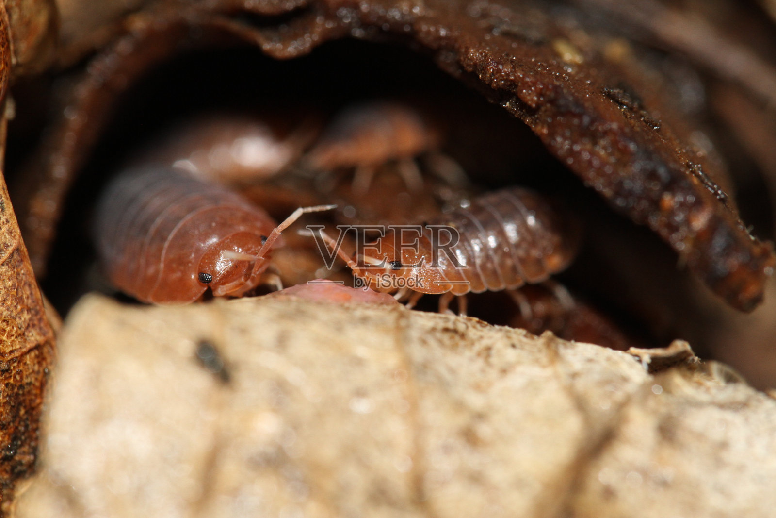 越南等足类木虱照片摄影图片