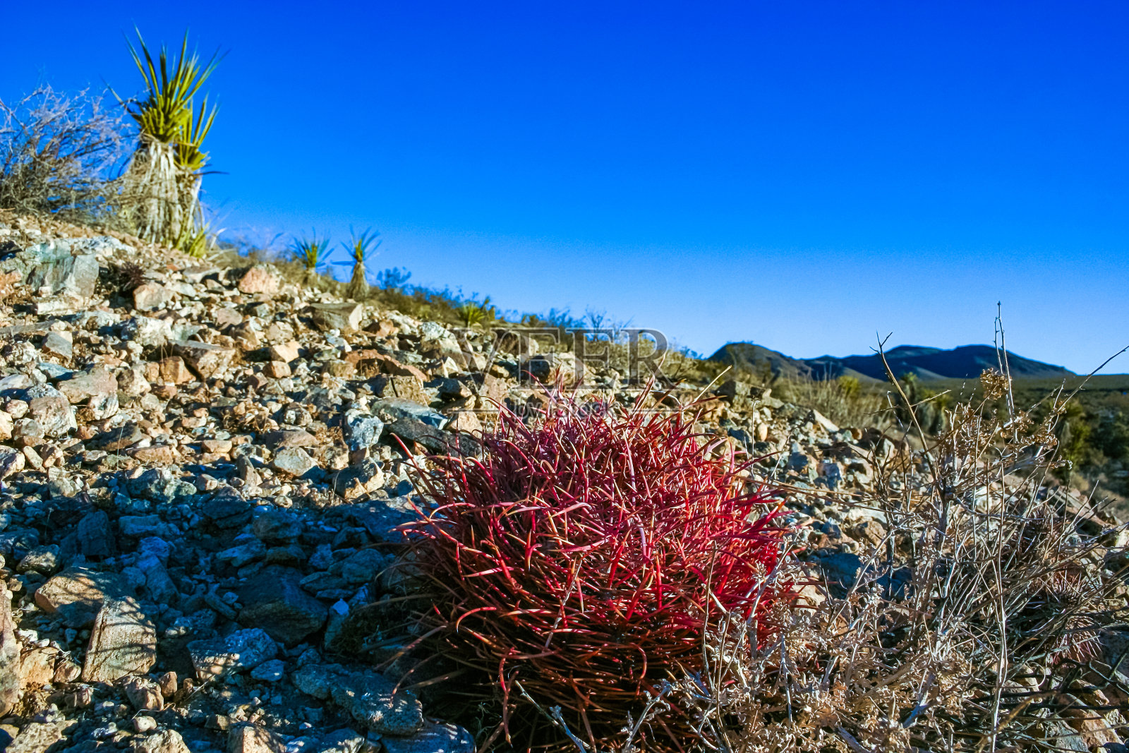 加州桶形仙人掌,沙漠桶形仙人掌(Ferocactus aceus) -加州约书亚树国家公园沙漠岩石景观中的红刺仙人掌照片摄影图片