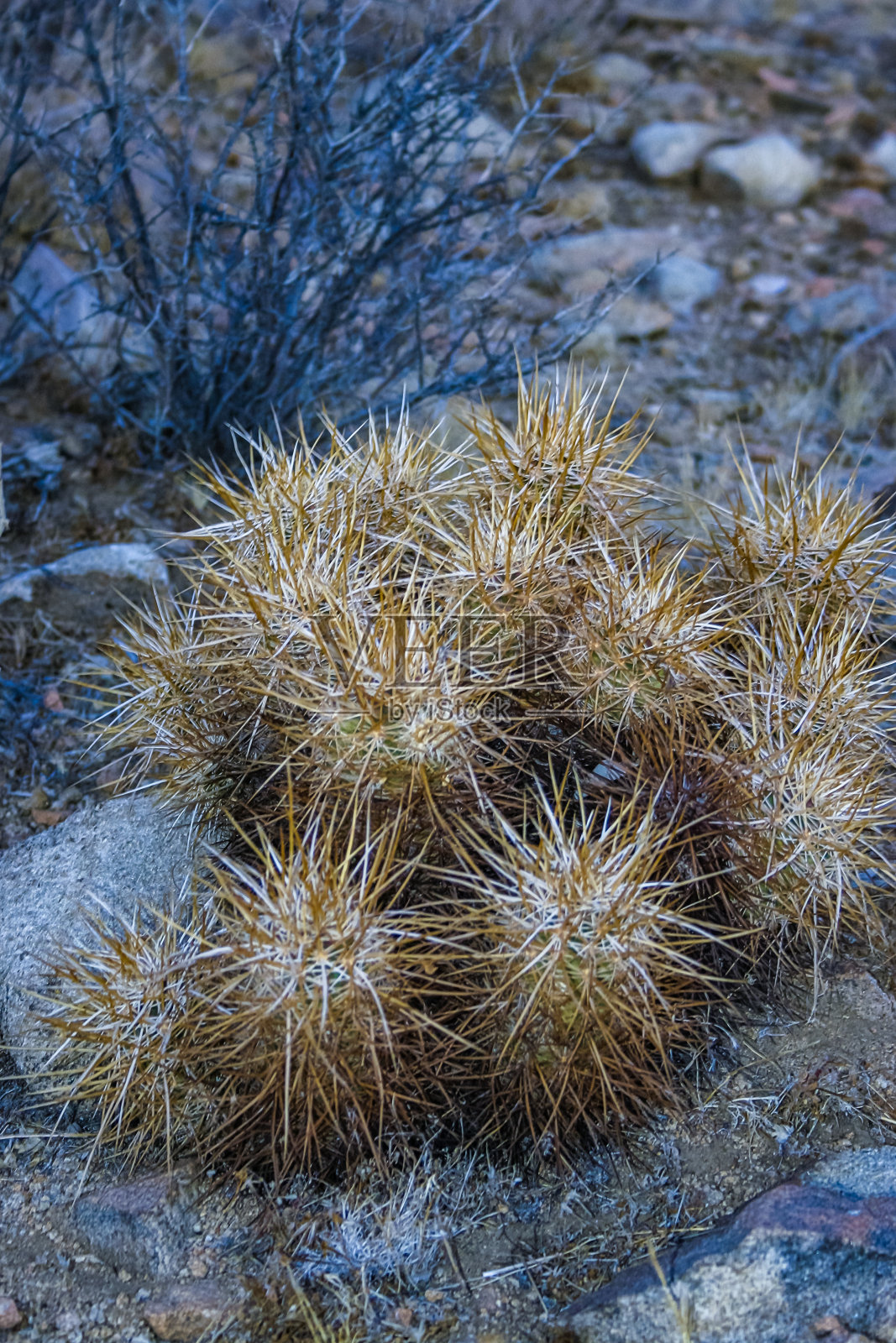 草莓刺猬仙人掌(Echinocereus engelmannii) -一组长有棕色刺的仙人掌,生长在加利福尼亚州约书亚树NP照片摄影图片