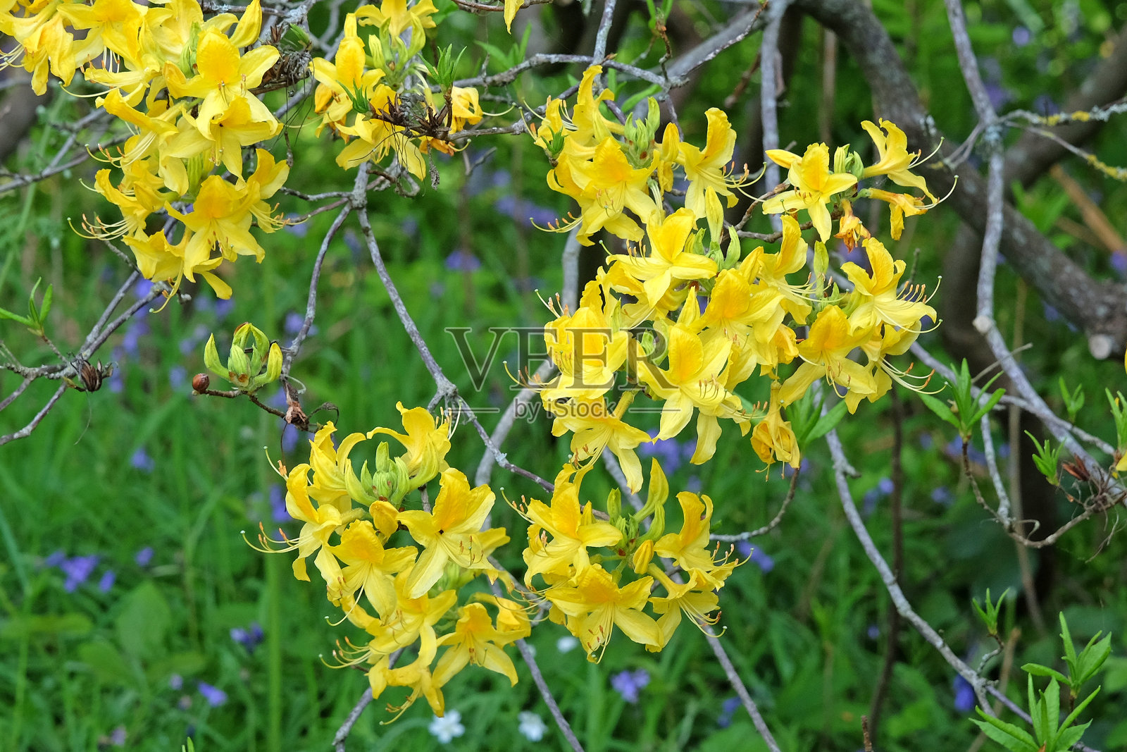 黄杜鹃、黄杜鹃花或金银花杜鹃花在开花。照片摄影图片
