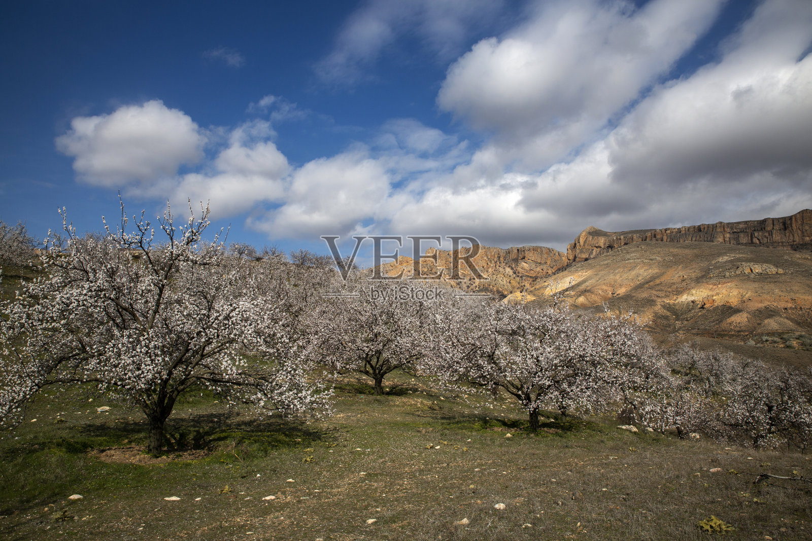 杏花照片摄影图片