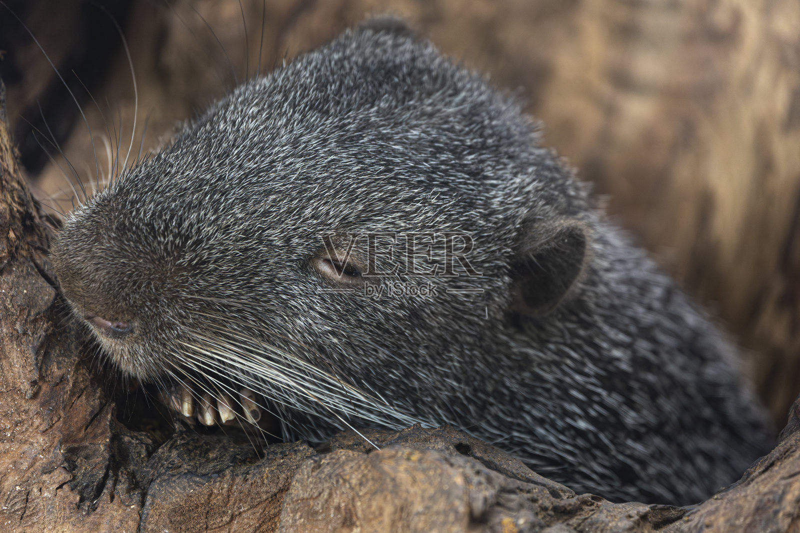 动物照片摄影图片