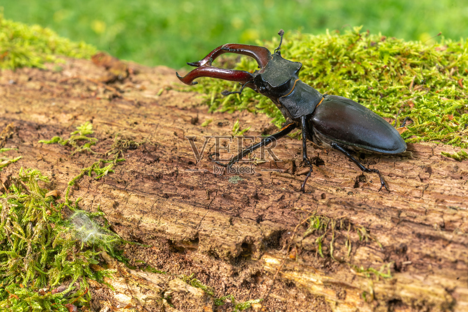 春天,森林里一棵死树的树干上的雄鹿甲虫风筝(鹿角鹿)。照片摄影图片