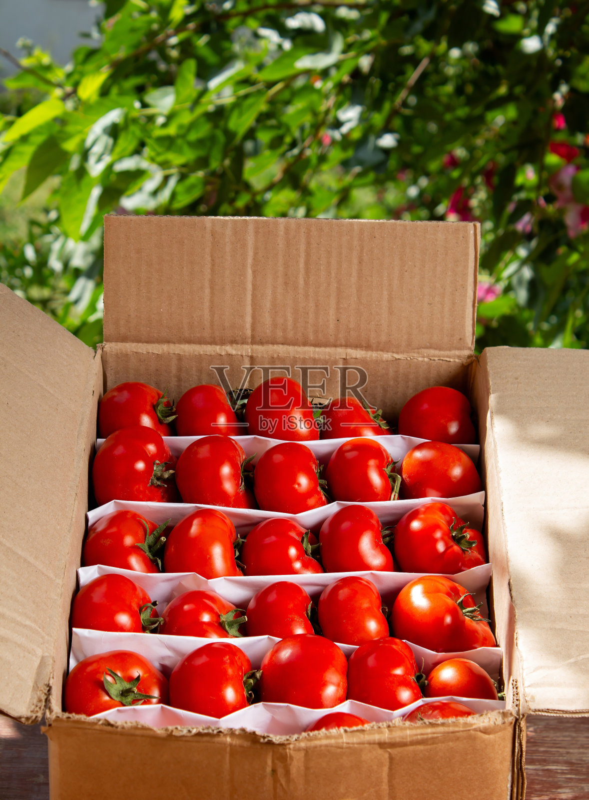 新鲜采摘的西红柿直接从花园,准备出售,天然产品照片摄影图片