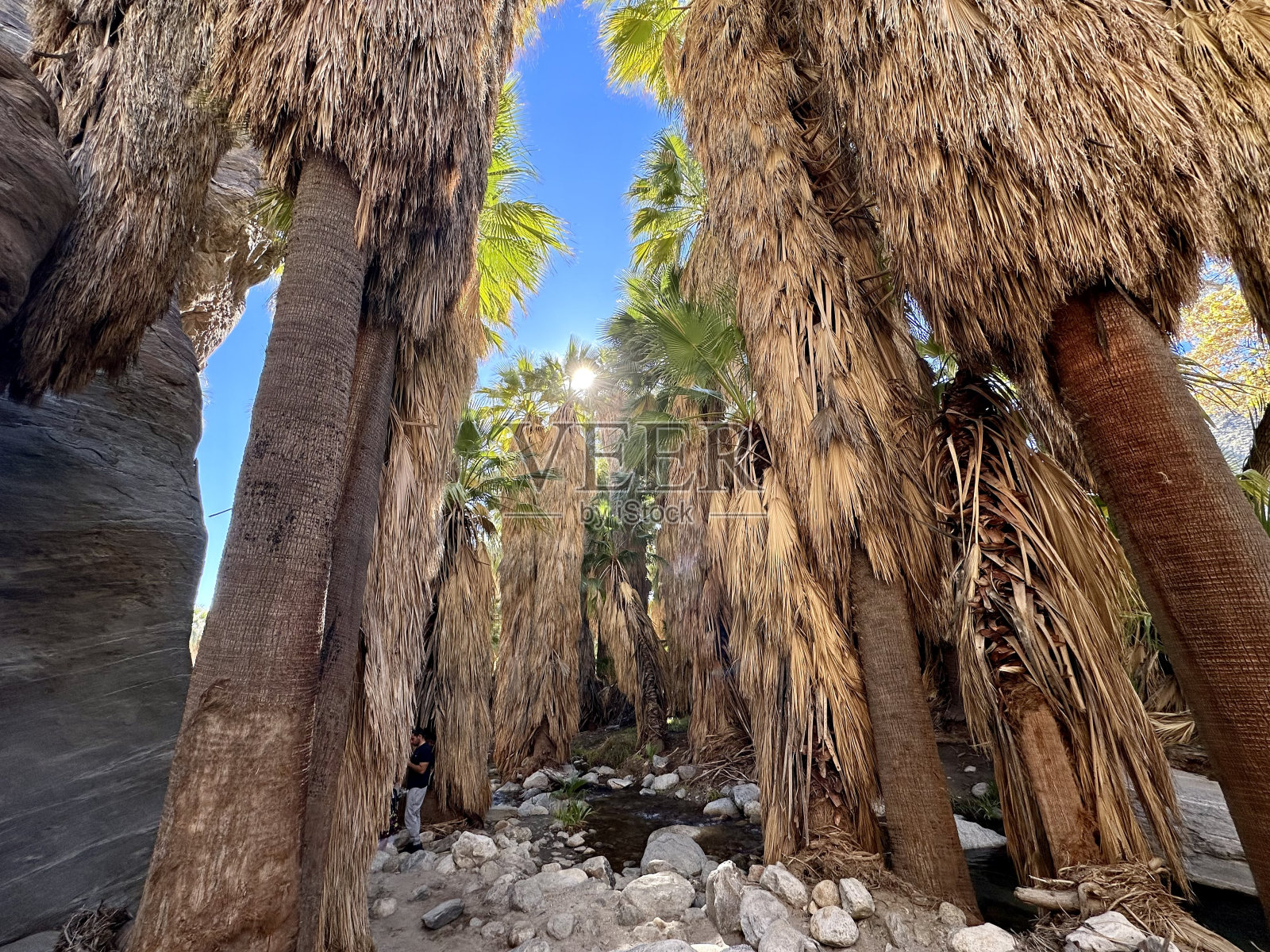 棕榈泉照片摄影图片