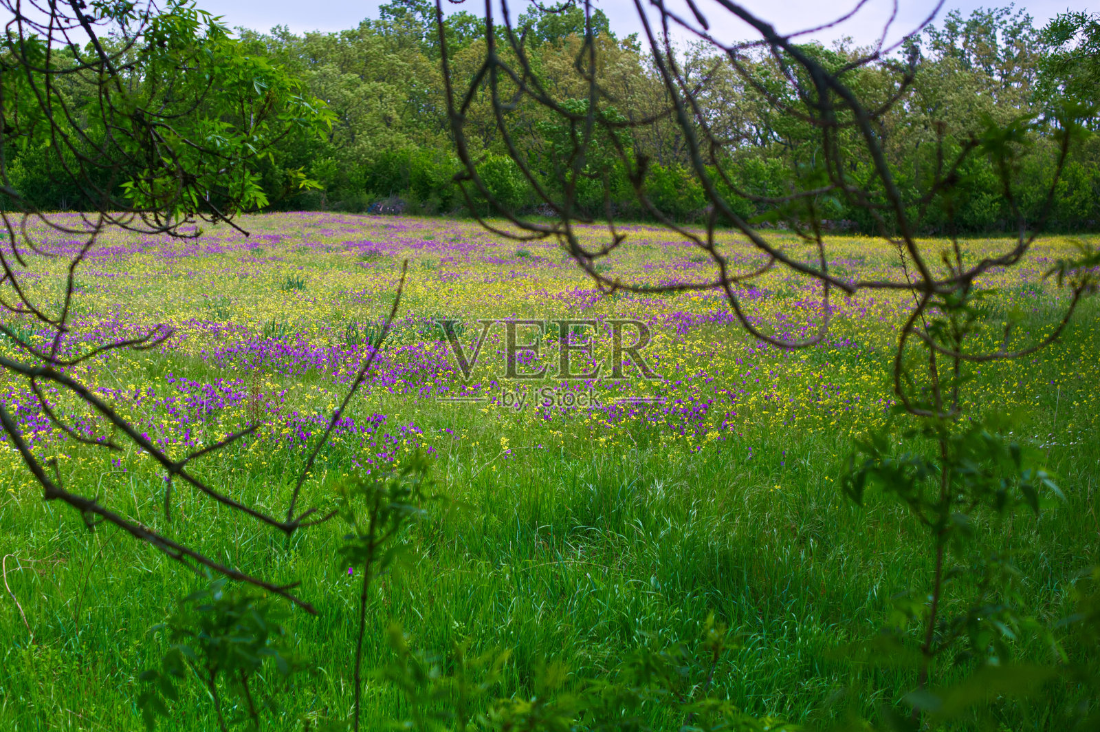 风景,景色,自然,植物,西班牙,山脉,植物,春天,户外,美丽,照片摄影图片