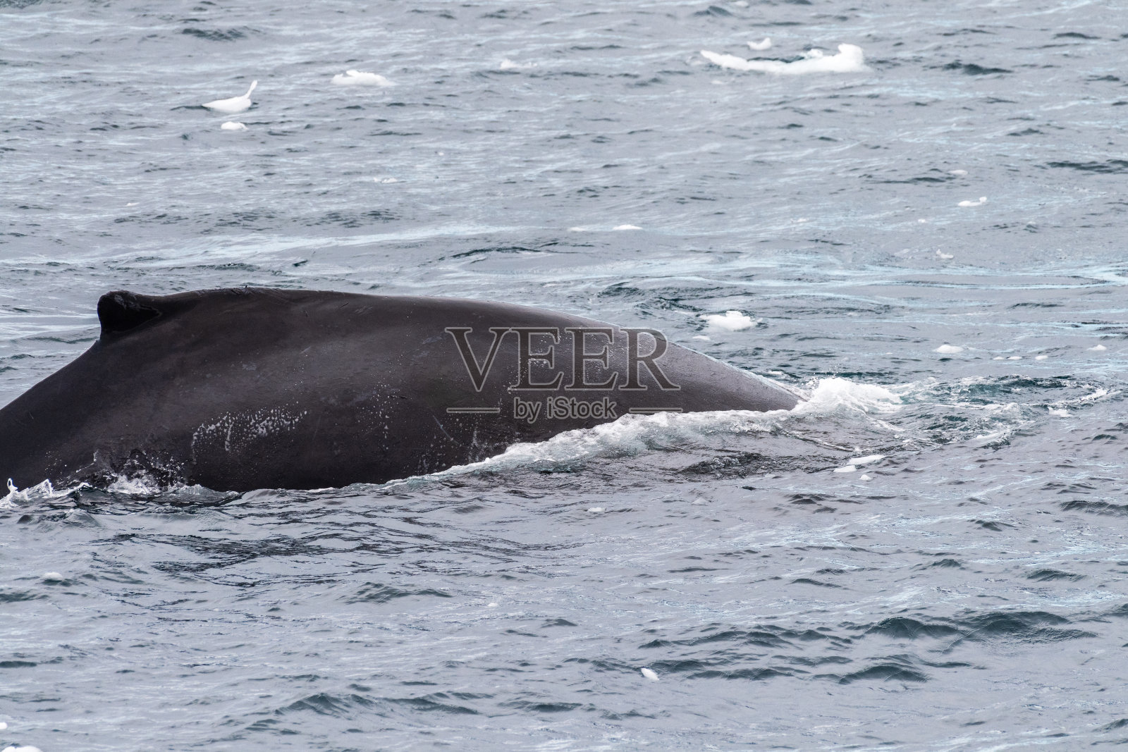 座头鲸背鳍和气孔的细节照片摄影图片