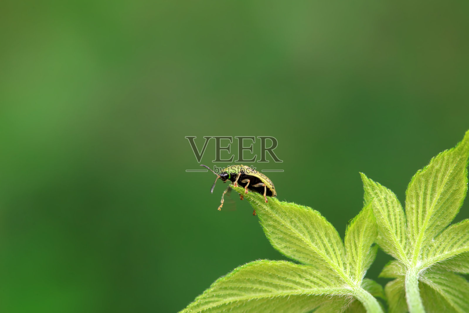 蜘蛛科昆虫在植物上爬行,中国北方照片摄影图片