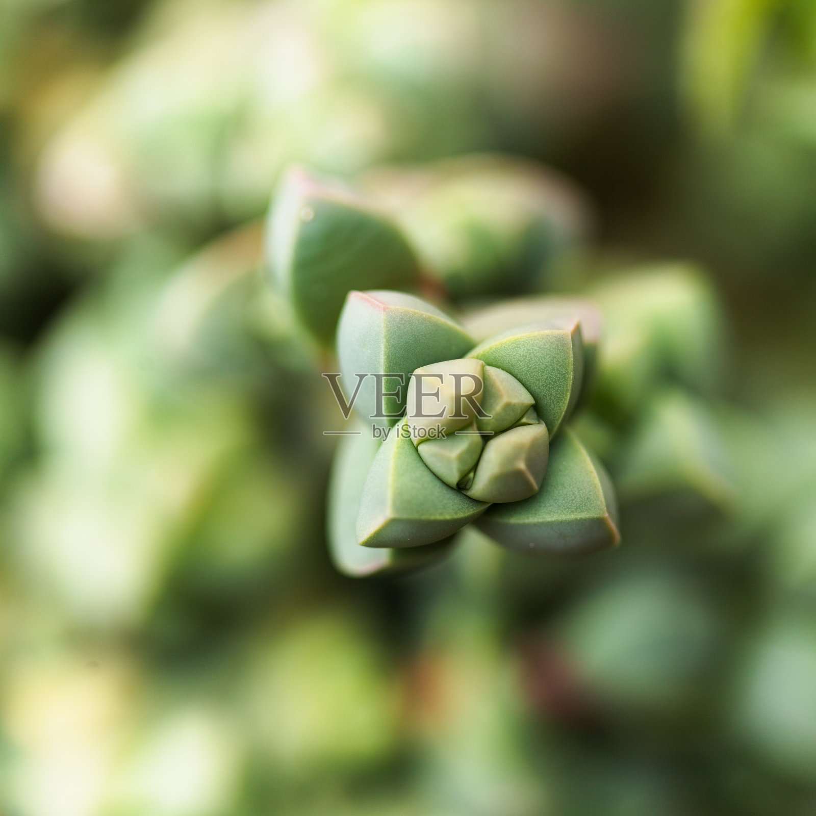 产自南非的冰草照片摄影图片