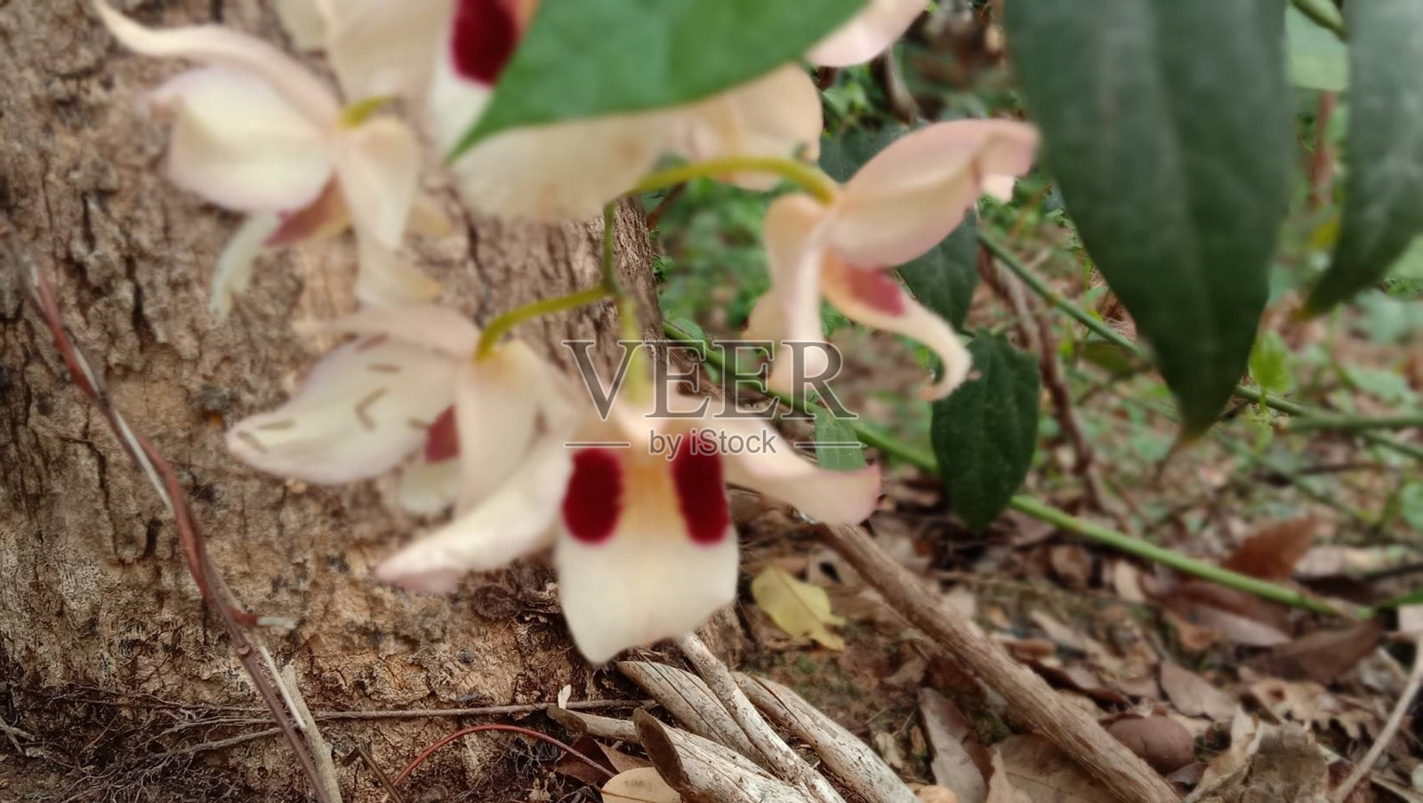 美丽的兰花照片摄影图片