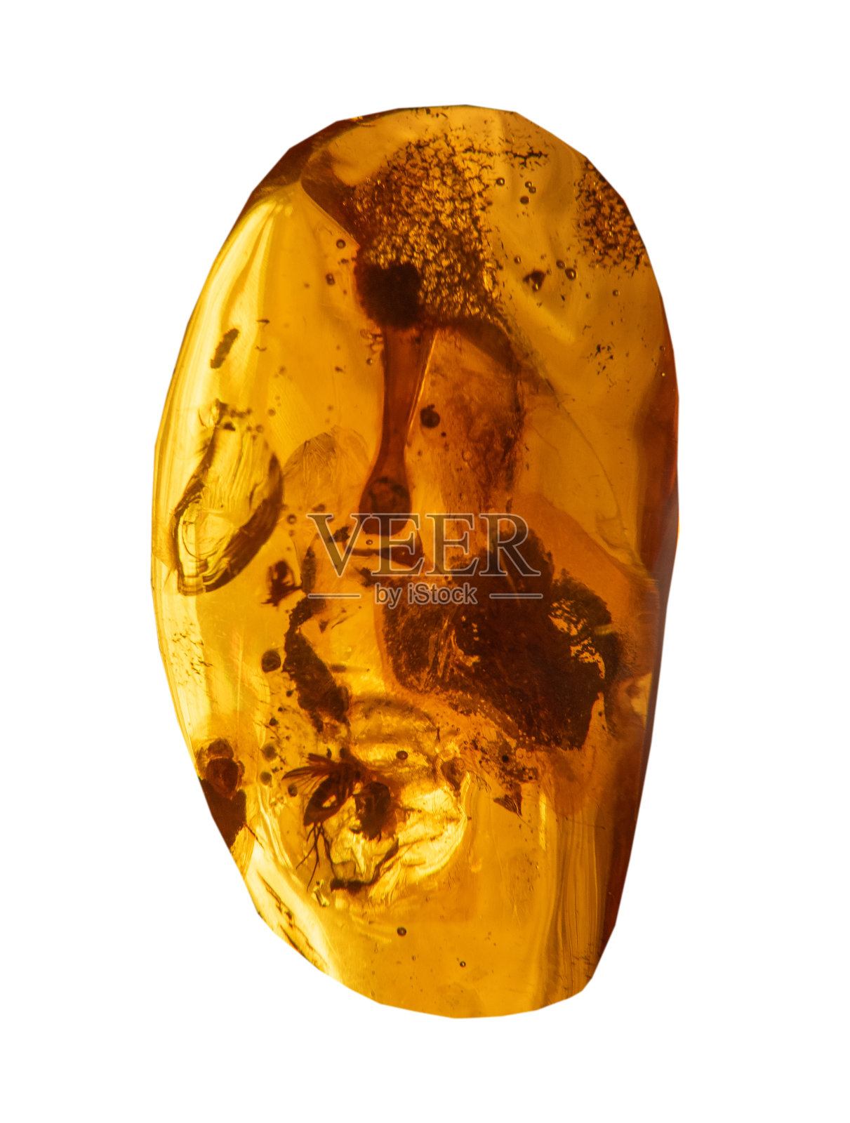 昆虫包裹在琥珀白色上,孤立照片摄影图片