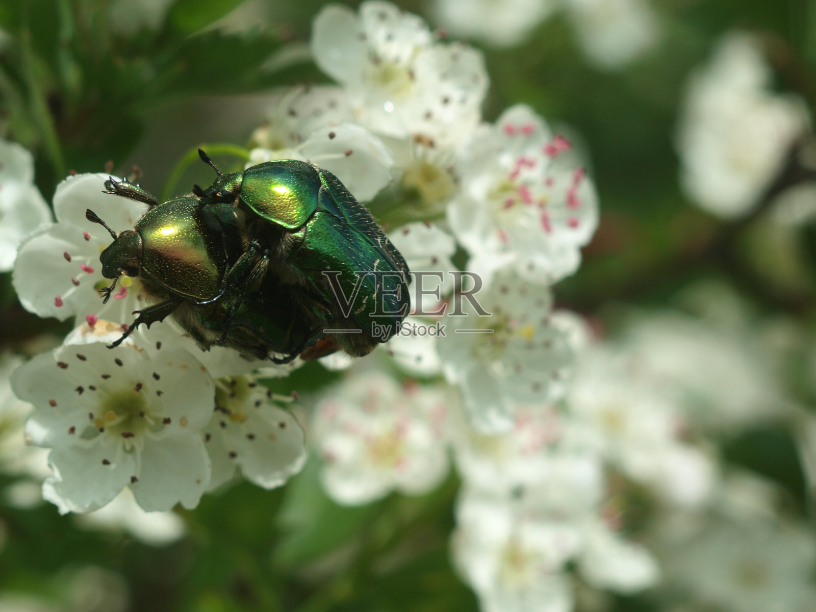 金龟子照片摄影图片