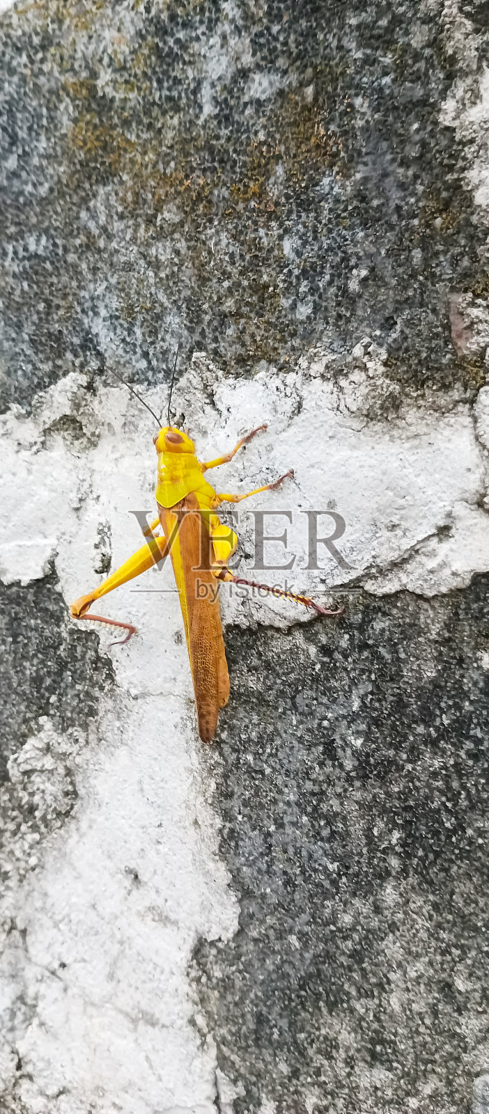 壁上栖息着蝗虫照片摄影图片