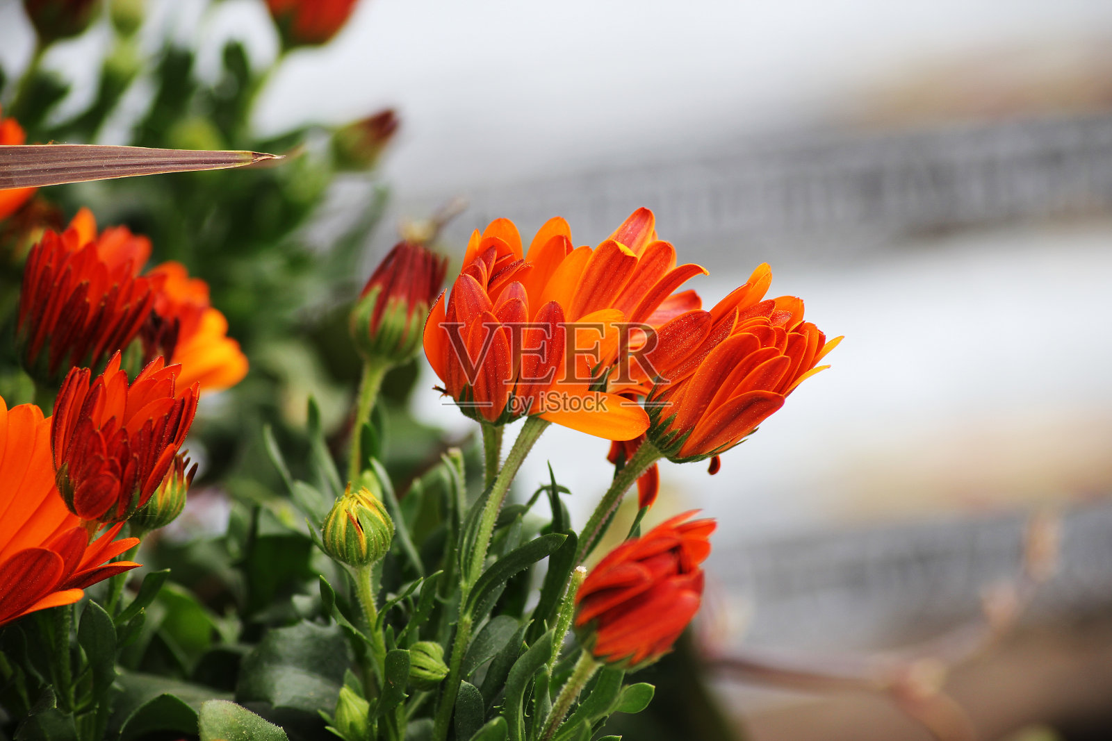 即将盛开的非洲雏菊照片摄影图片