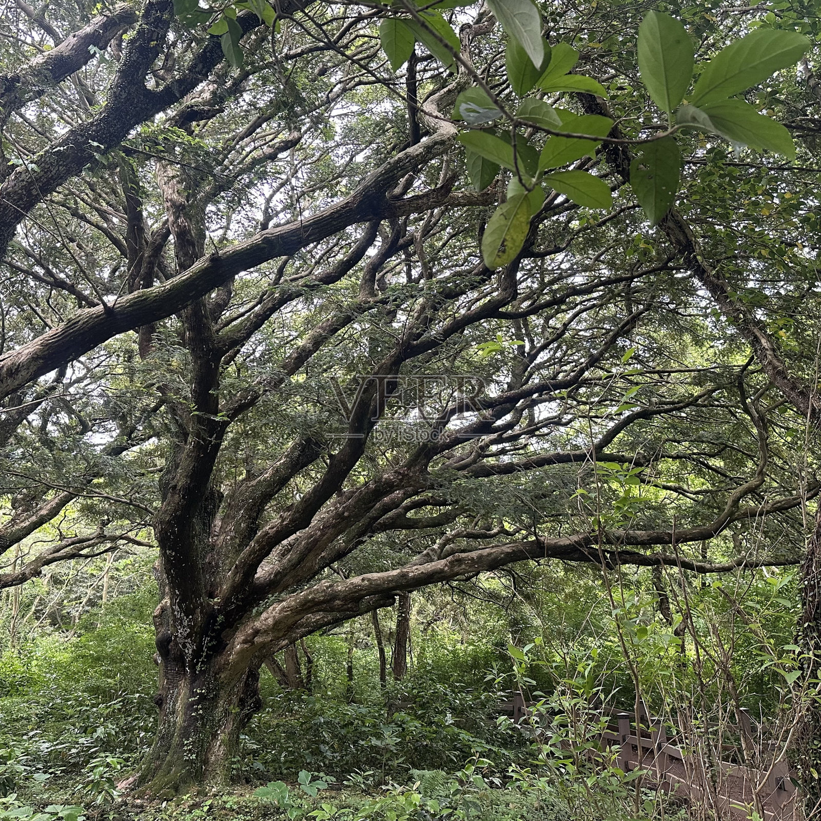 Bijiram肉豆蔻树森林,韩国济州照片摄影图片