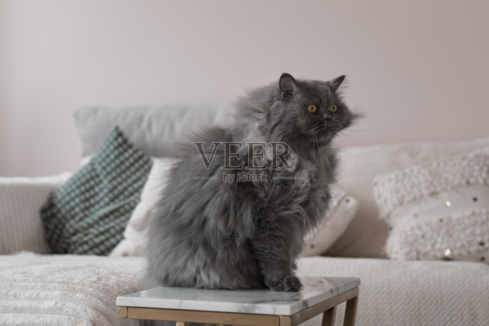 客厅里一只灰色长毛波斯猫照片摄影图片