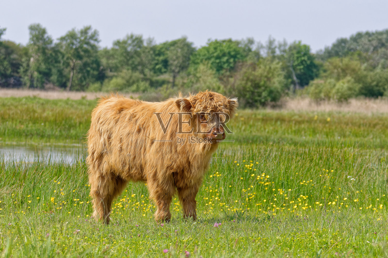 苏格兰高地牛。看小牛特别有趣。它们友好、好奇、冷静、不好斗。照片摄影图片