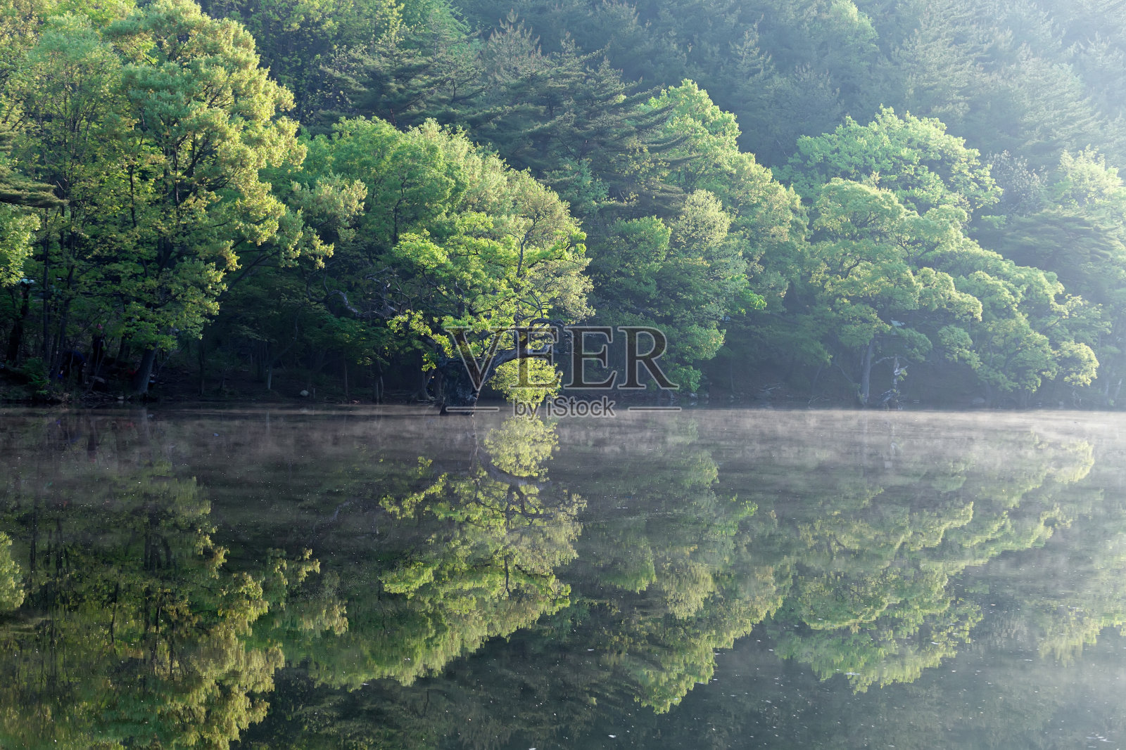 在雾蒙蒙的林塘里,柳树的倒影,新叶在那里发芽。庆尚北道青松郡主山地区的春景。照片摄影图片