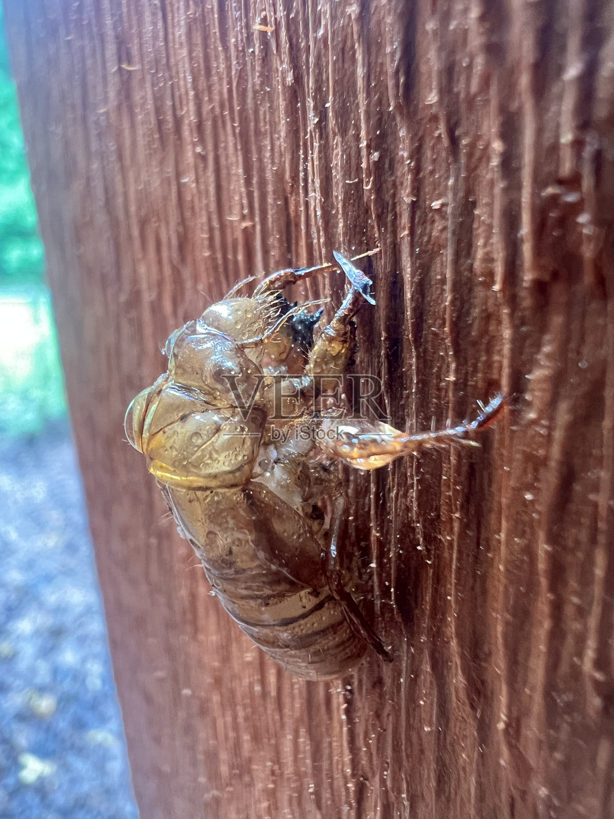 蝉图像来自周期性的大南窝照片摄影图片