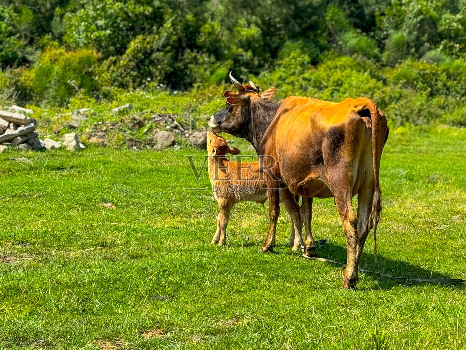 母牛和小牛照片摄影图片