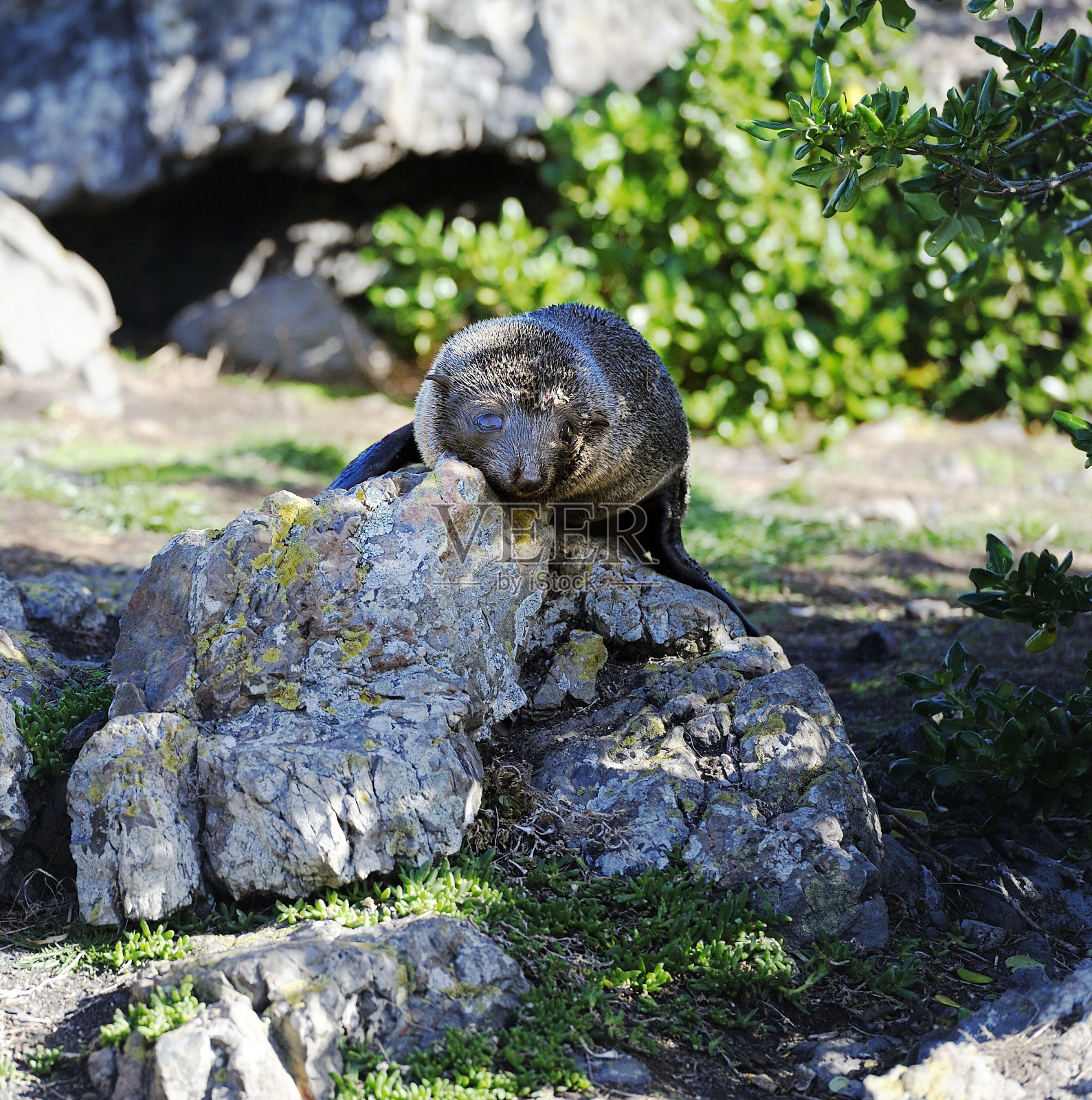 小海豹在吸收岩石的热量照片摄影图片