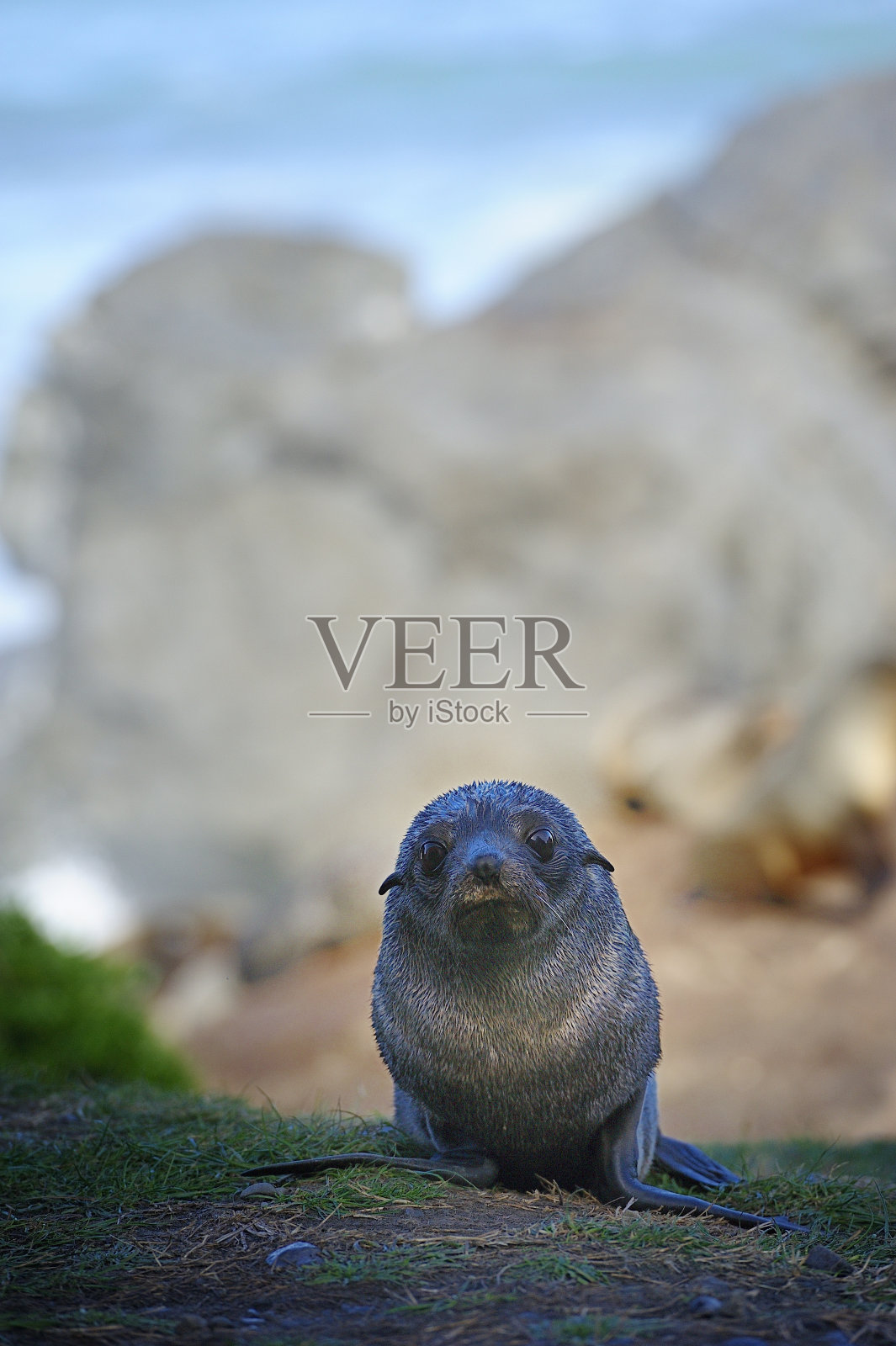 海狗看着你呢照片摄影图片