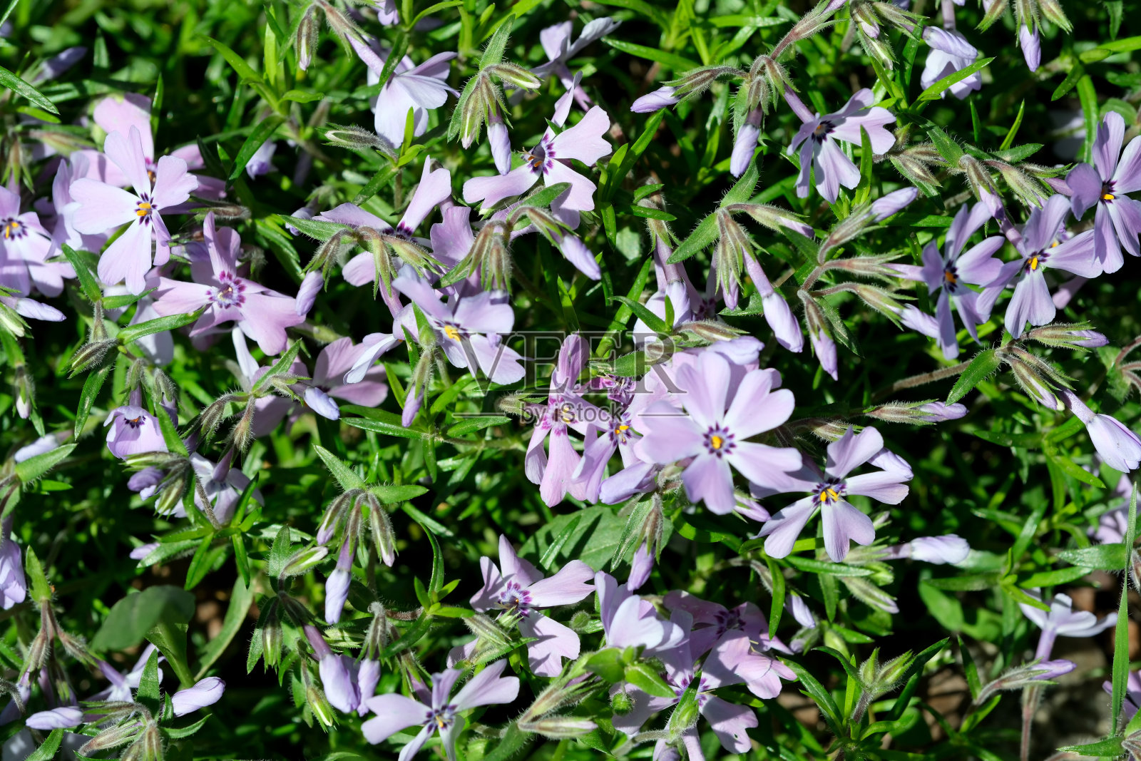 美丽的春花生长在花园的花坛上照片摄影图片