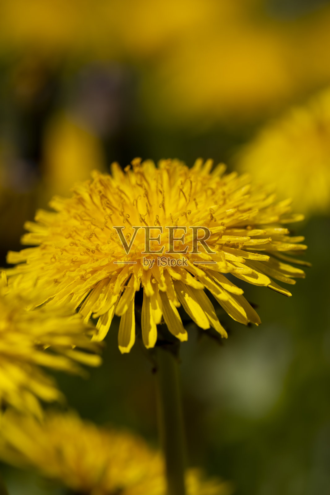 春天盛开的黄色蒲公英照片摄影图片