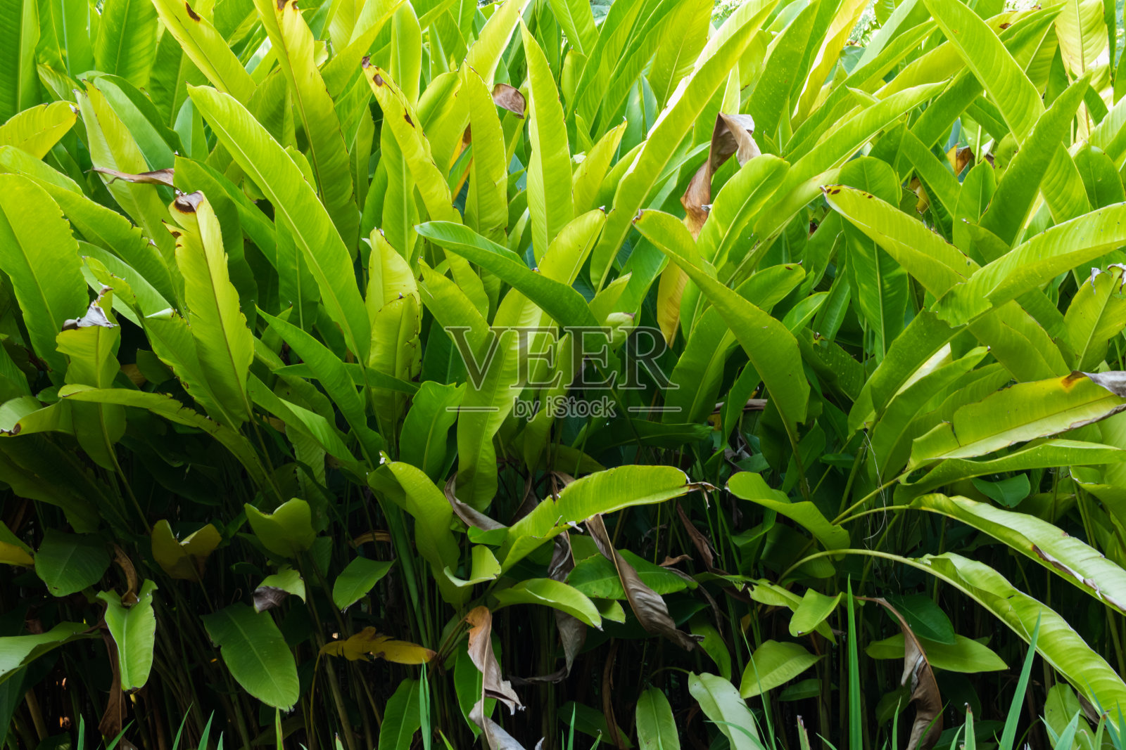 精美的叶子背景是树叶本身自然形成的图案,树叶的背景图像也常用于在背景空白的地方添加文字照片摄影图片