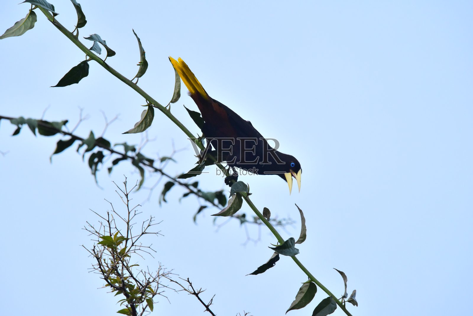 冠毛犬Oropendola照片摄影图片