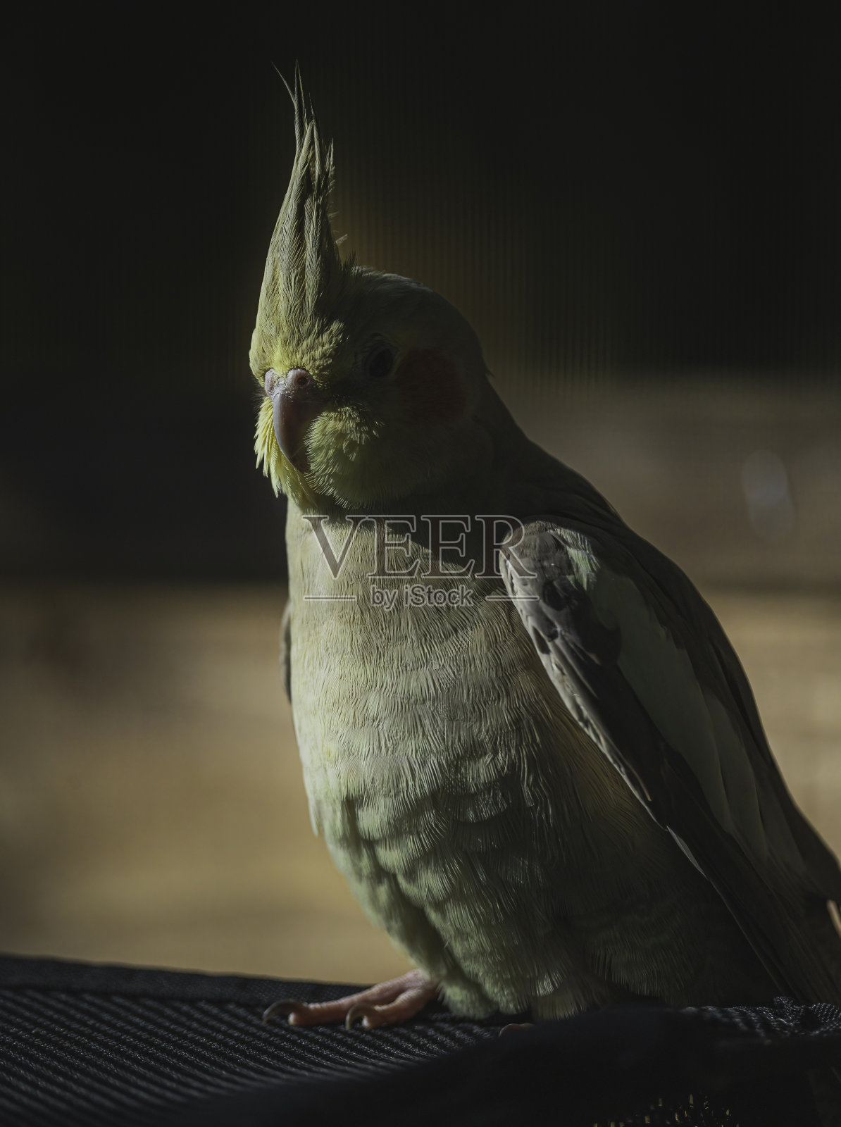 诺Oiseau照片摄影图片