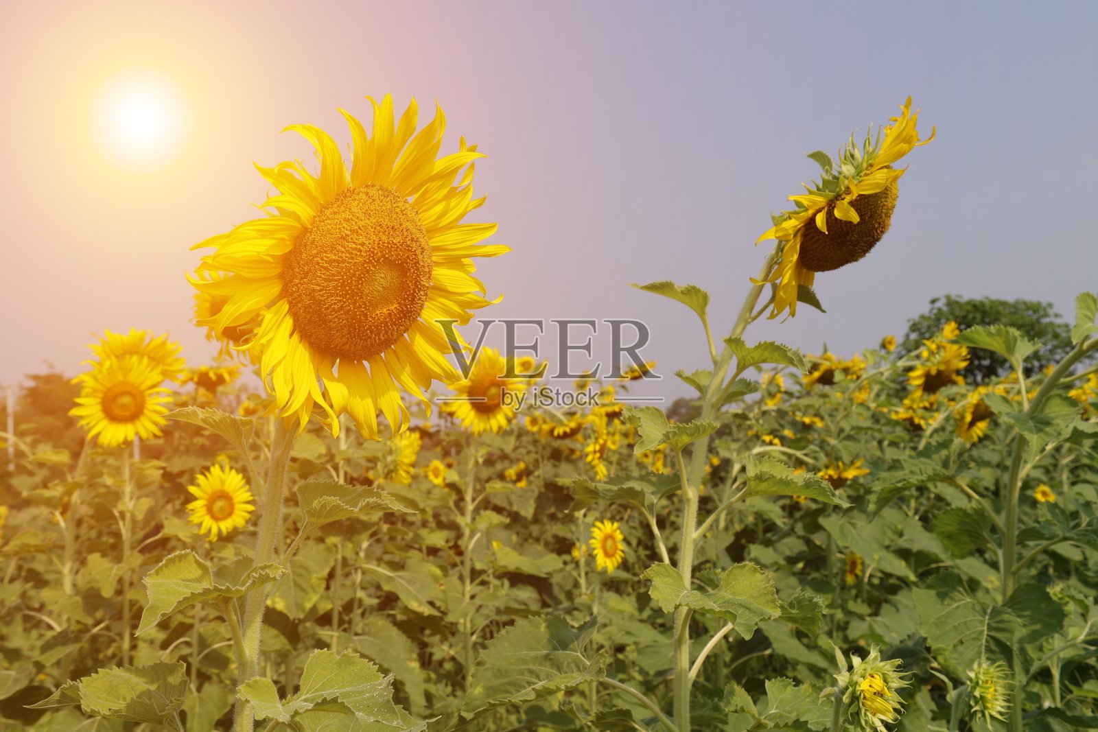 田里的向日葵照片摄影图片